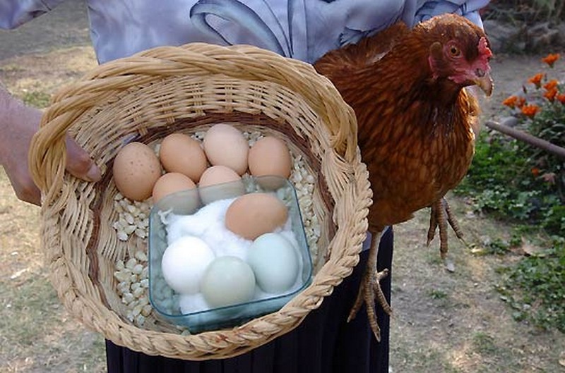 Какие куры лучше для яиц. Яйца в курятнике. Куры несущие пасхальные яйца. Курочка несущая пасхальные яйца.